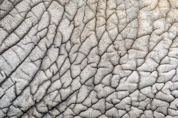 Eléphant peau modèle nature — Photo