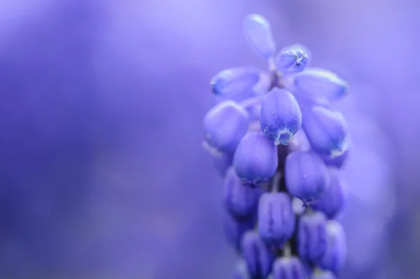 Fleur de muscari sur fond bleu — Photo