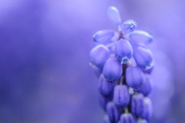 Flor de muscari sobre fondo azul —  Fotos de Stock