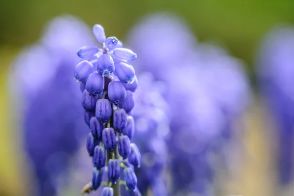 ムスカリの花 — ストック写真