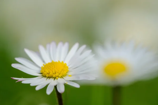 Daisy blomman — Stockfoto