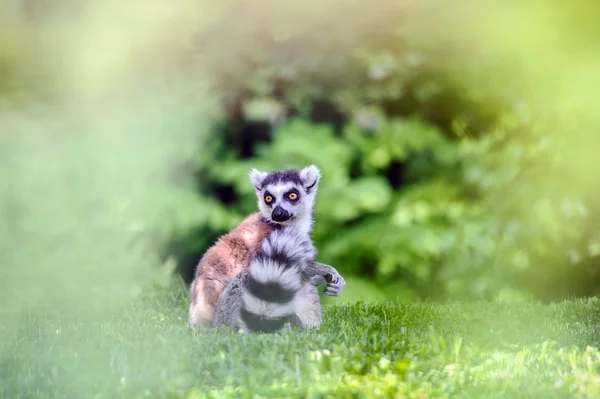 Lemur sitzt auf Gras — Stockfoto