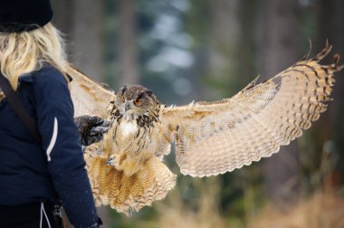 Dayağı ve Avrasya kartal baykuş kış orman uçan açılış ile tekrar kızdan Falconer
