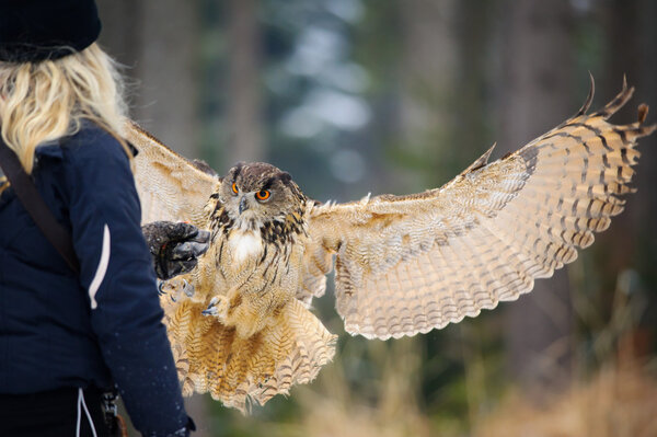 Falconer girl from back with gauntlet and landing flying Eurasian Eagle Owl winter forest