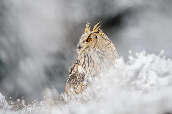 Hibou aigle eurasien assis sur le sol avec de la neige en hiver — Photo