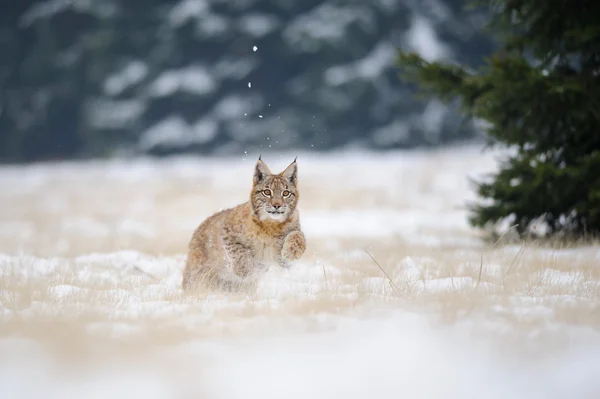 Running Euraziatische lynx cub op besneeuwde grond in koude winter — Stockfoto