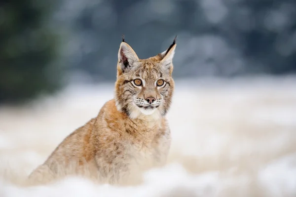 Eurasian lynx cub on sitting snowy ground — Stock Photo, Image