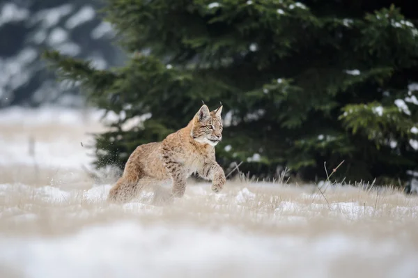 Running eurasian lynx cub on snowy ground with tree in background — Stock Photo, Image