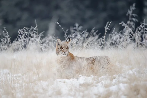雪の高い黄色の草に隠されたヨーロッパオオヤマネコ カブ — ストック写真