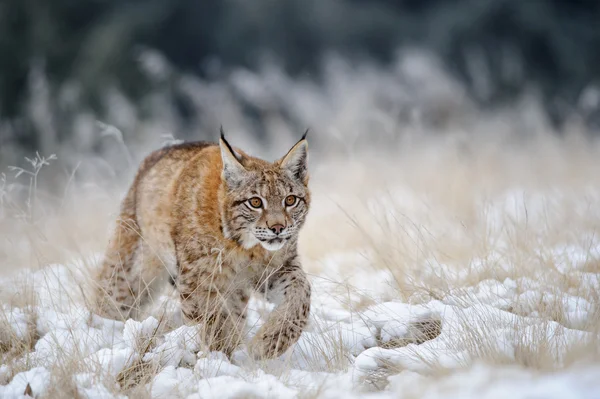 Eurasian lince cucciolo a piedi sulla neve con alta erba gialla su sfondo — Foto Stock