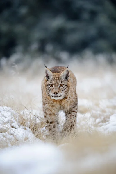 Cub lynx Eurasia di tanah bersalju — Stok Foto