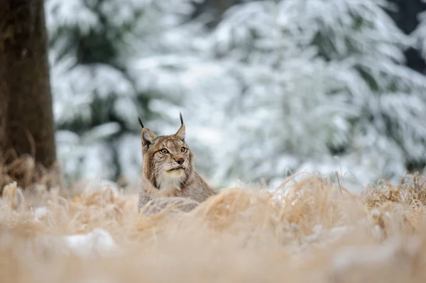 Eurasian lynx lying on ground in winter time