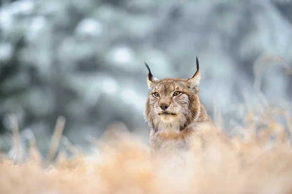 Lince eurasiano sentado no chão no tempo de inverno — Fotografia de Stock