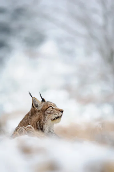Eurasian lynx sitting on ground in winter time — Stock Photo, Image