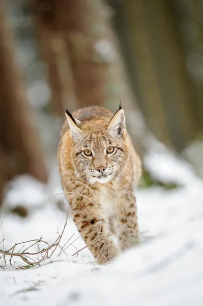 Eurasian lynx cub walking on snow in forest — Stock Photo, Image