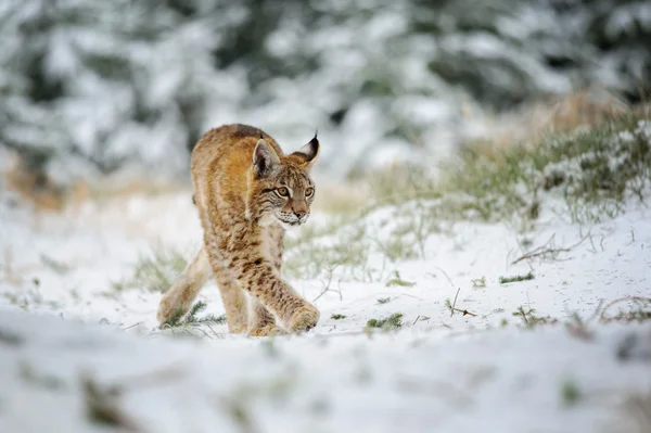 Euraziatische lynx cub wandelen in winter kleurrijke woud met sneeuw — Stockfoto