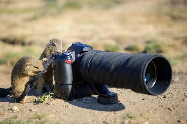 European ground squirrel as a photographer with big professional camera — Stock Photo, Image