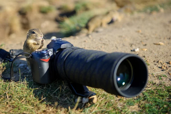 Europäisches Ziesel als Fotograf mit großer Profikamera — Stockfoto