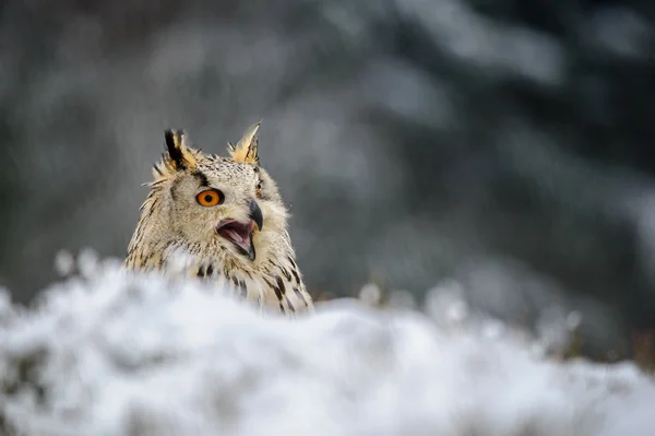 Eurasian Eagle Owl sitting on the ground with snow and shout — Stock Photo, Image