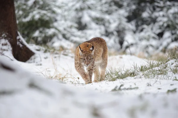 Eurasian lynx cub walking in winter colorful forest with snow — Stock Photo, Image