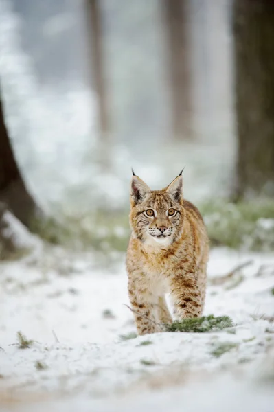 Eurasisches Luchsjunges steht im Winter im bunten Wald mit Schnee — Stockfoto