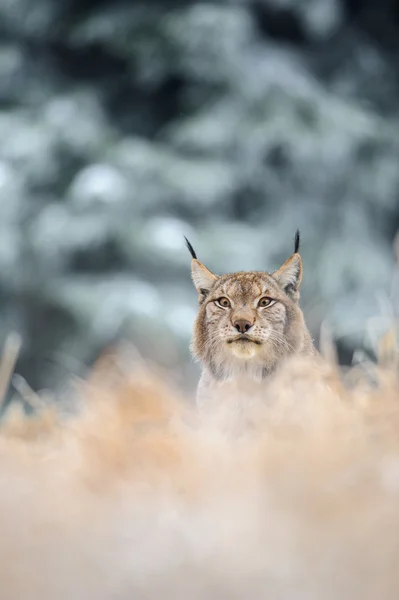 Lynx eurasien assis sur le sol en hiver — Photo