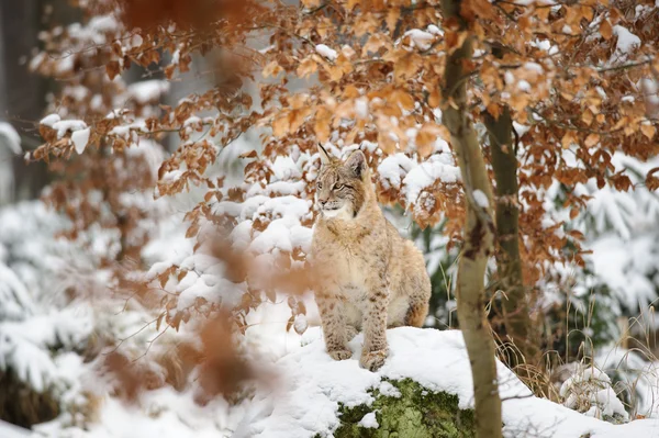 Euraziatische lynx cub staande in winter kleurrijke forest met sneeuw — Stockfoto