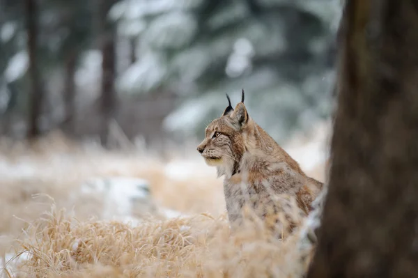 Lynx eurasien assis sur le sol en hiver sur l'herbe jaune — Photo