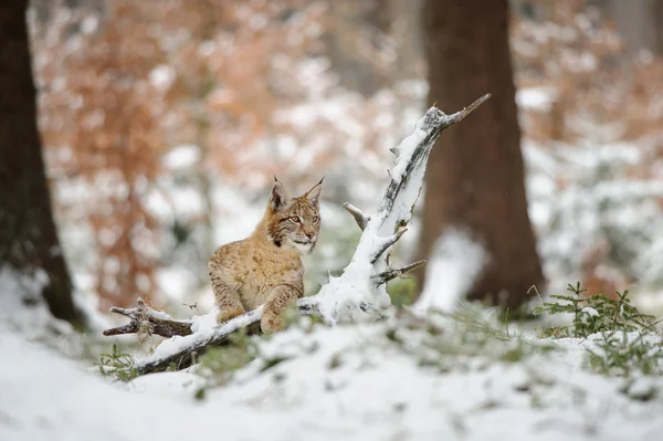 Eurasian lynx cub standing in winter colorful forest with snow — Stock Photo, Image