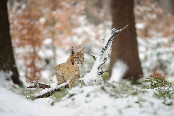 Eurasisches Luchsjunges steht im Winter im bunten Wald mit Schnee — Stockfoto