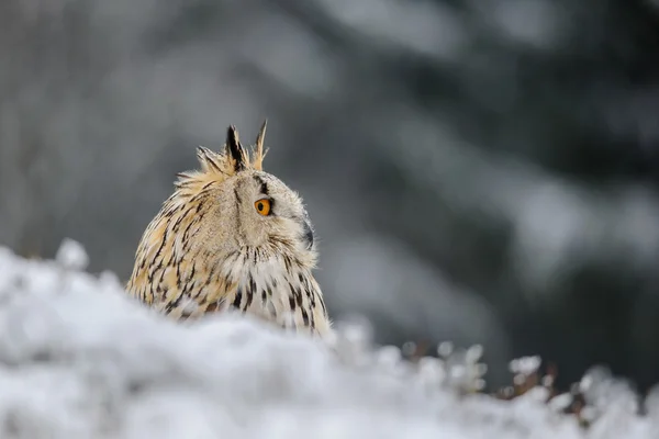 Eurasiska berguv sitter på marken med snö på vintern — Stockfoto