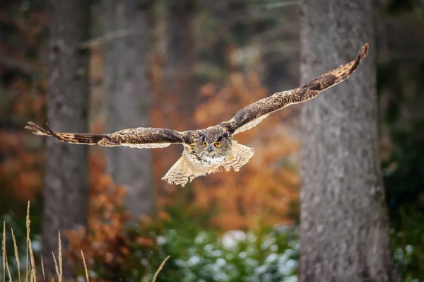 Flying Eurasian Eagle Owl in colorfull winter forest — Stock Photo, Image