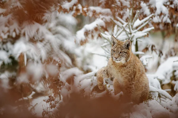 Eurásia lince filhote sacudindo neve de sua pata na floresta de inverno — Fotografia de Stock