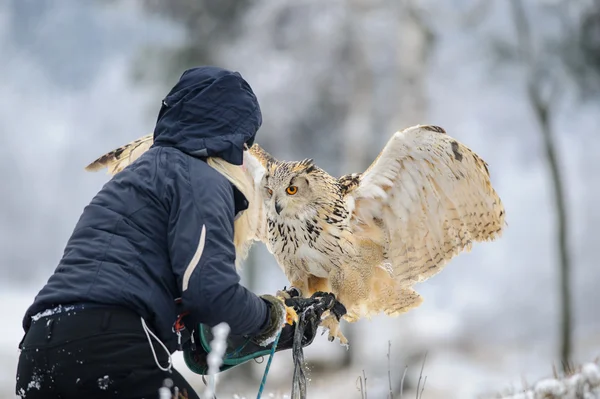 Falconer wit pouso Eurasian Eagle Coruja para sua mão com luva . — Fotografia de Stock