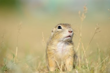 Avrupa zemin sincap yakın açık görüş