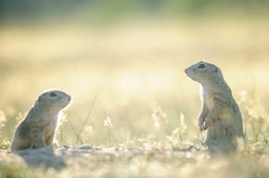 Onları selfs karşısında iki Avrupa zemin sincap