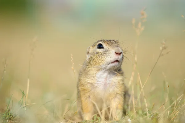 European ground squirrel from close front view — Stock Photo, Image