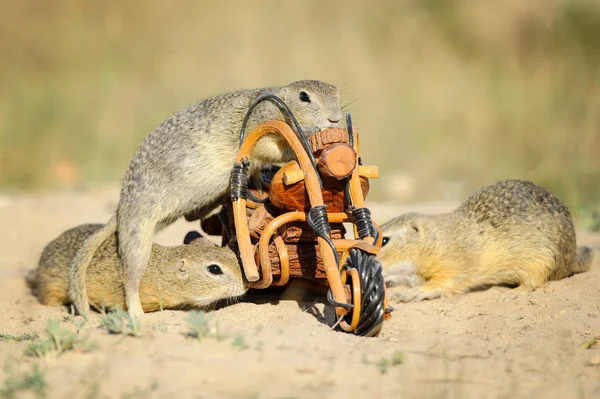 유럽 땅 다람쥐와 나무 자전거 장난감의 그룹 — 스톡 사진