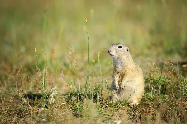 Ardilla de tierra europea sentada sobre hierba verde — Foto de Stock