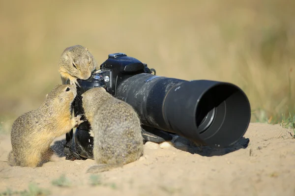 Group of european ground squirrels looking to big professional — Stock Photo, Image