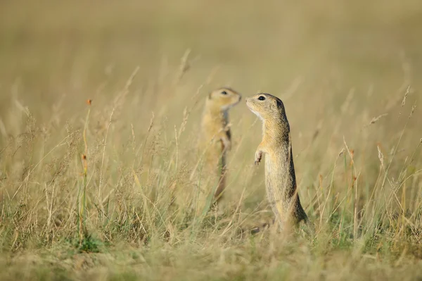 Two standing european ground squirrels — Stock Photo, Image