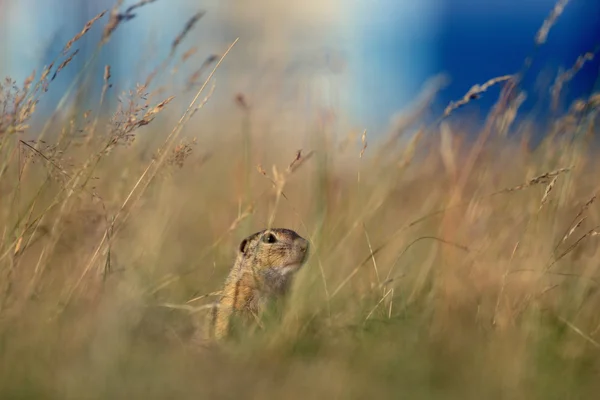 European ground squirrel in yellow grass and blue sky — Stock Photo, Image