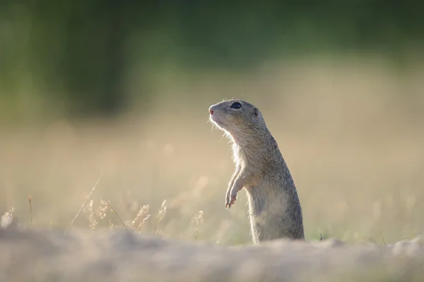 Ardilla de tierra europea de pie en el suelo —  Fotos de Stock