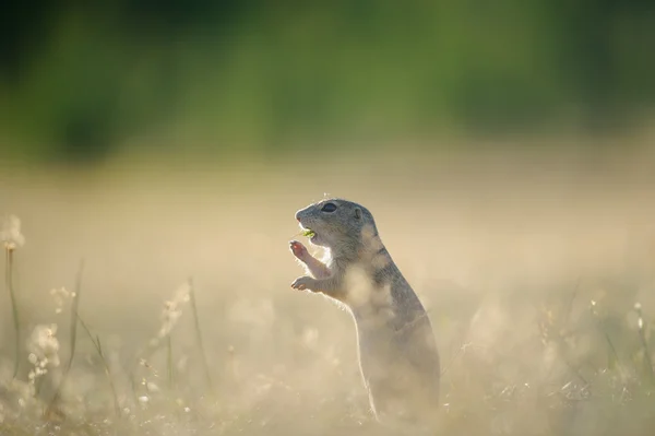 European ground squirrel eating with open mouth — Stock Photo, Image