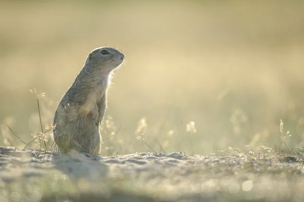 Ardilla terrestre europea —  Fotos de Stock