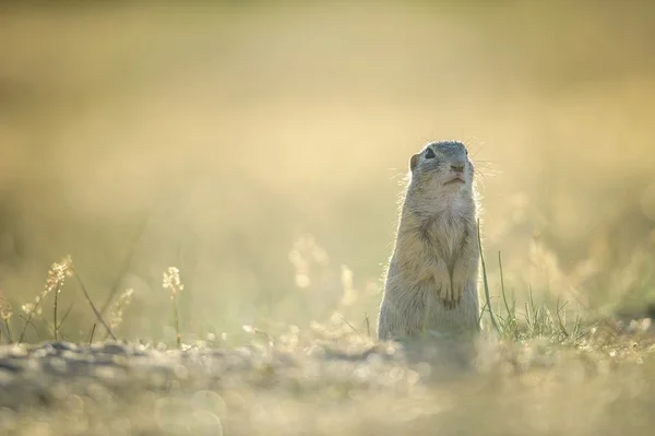 European ground squirrel standing on the ground with yellow summer grass. — Stock Photo, Image