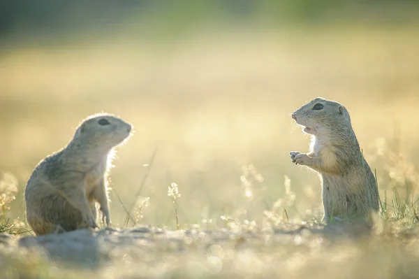 Two european ground squirrels opposite to them selfs — Stock Photo, Image