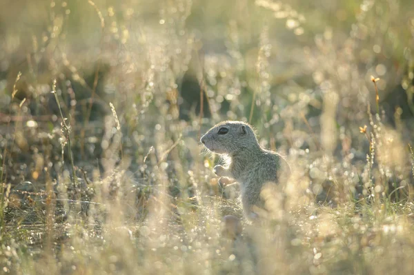 Baby of european ground squirrel — Stock Photo, Image