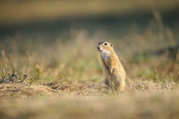 European ground squirrel — Stock Photo, Image