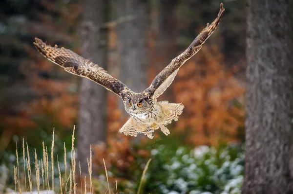 カラフルな冬の森のユーラシアのワシフクロウを飛んでください。 — ストック写真